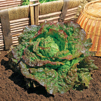 Bataviasalat ‘Rouge Grenobloise’ - Bakker