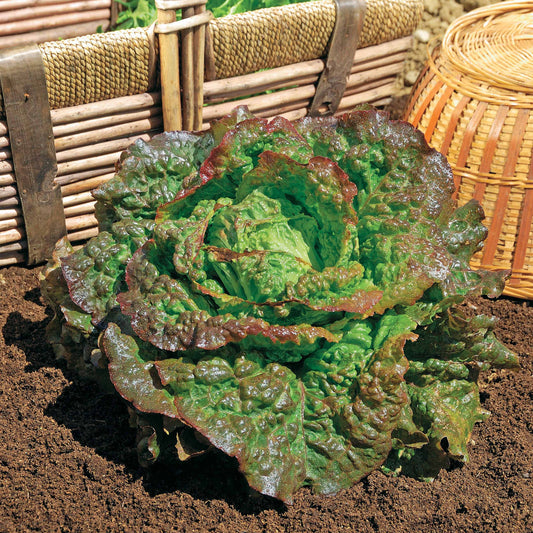 Bataviasalat ‘Rouge Grenobloise’ - Bakker