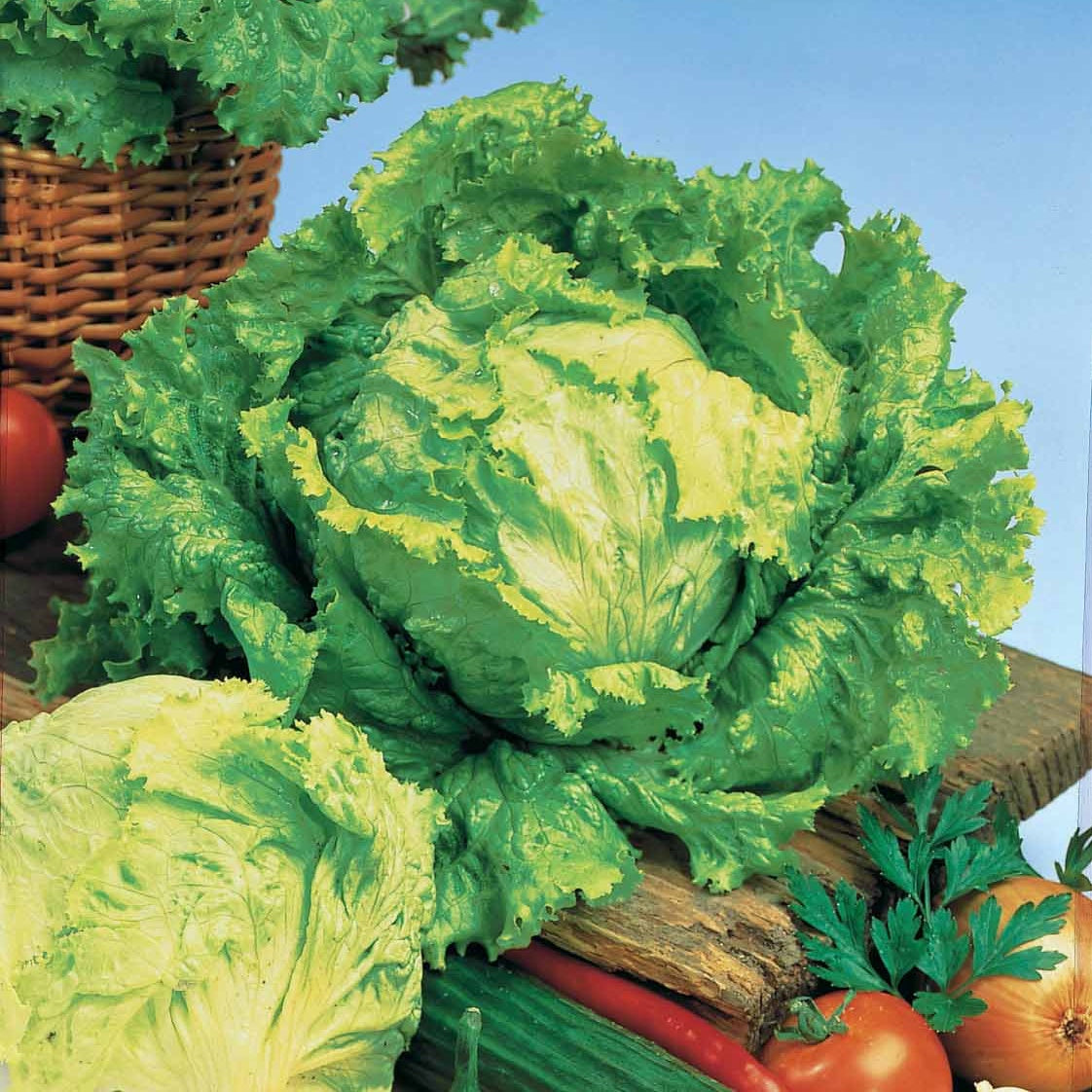 Lactuca sativa capitata dorée de printemps (4 g) - Bataviasalat ‘Dorée de printemps’ - Samen für Salate