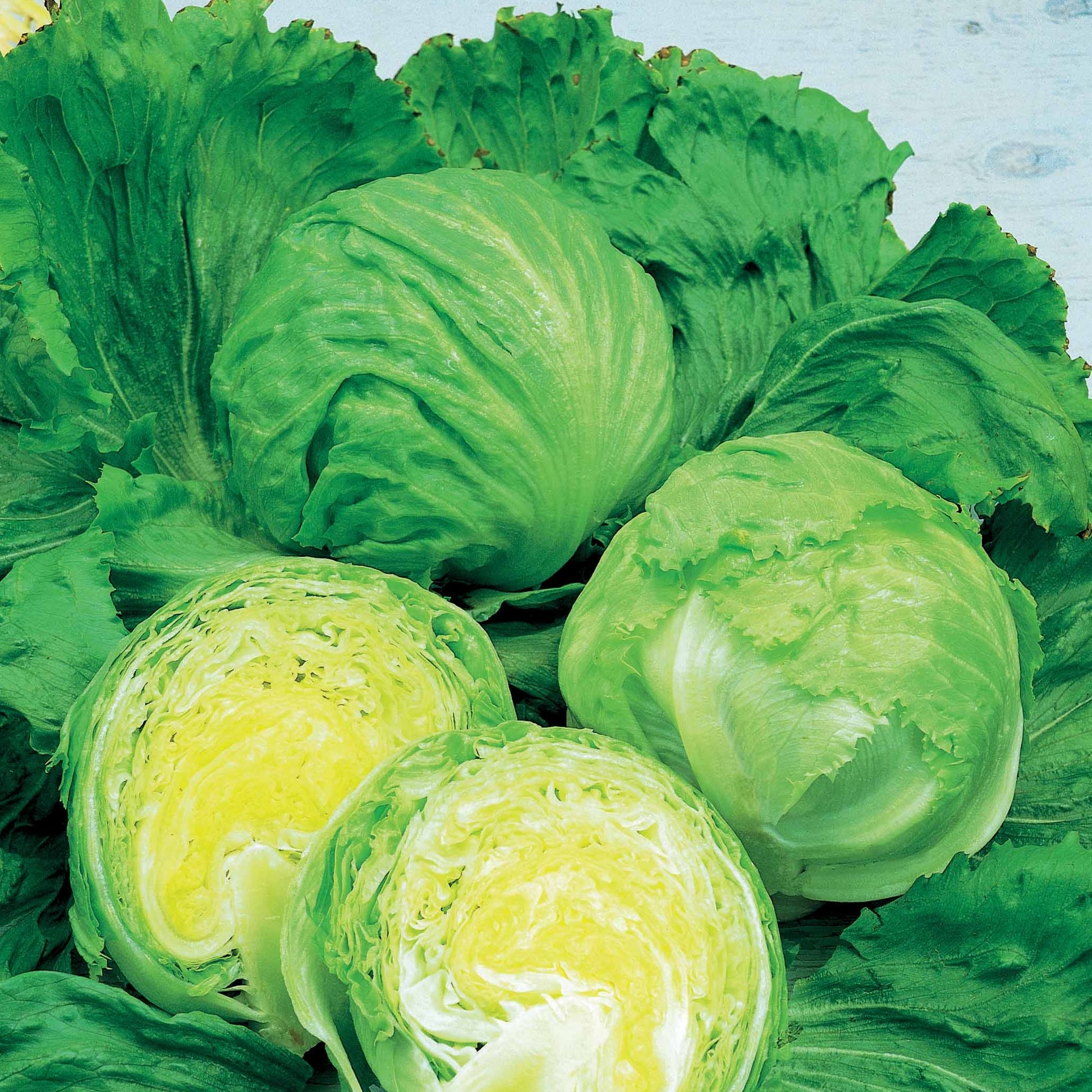 Bataviasalat Barcelona - Lactuca sativa barcelona - Bakker