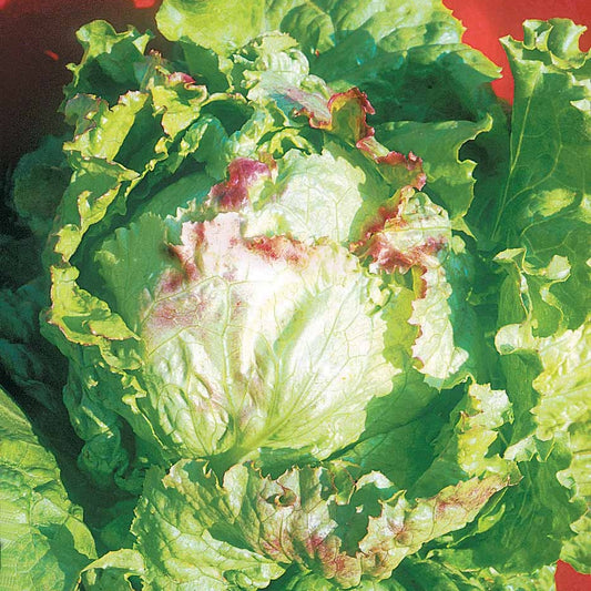Bataviasalat ‘Blonde à bord rouge’ - Bakker