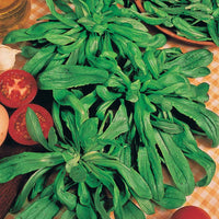 Feldsalat, großkörnig (holländische) - Valerianella locusta - Bakker