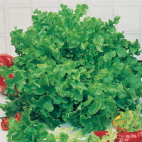 Eichblattsalat - Lactuca sativa feuille de chêne - Bakker