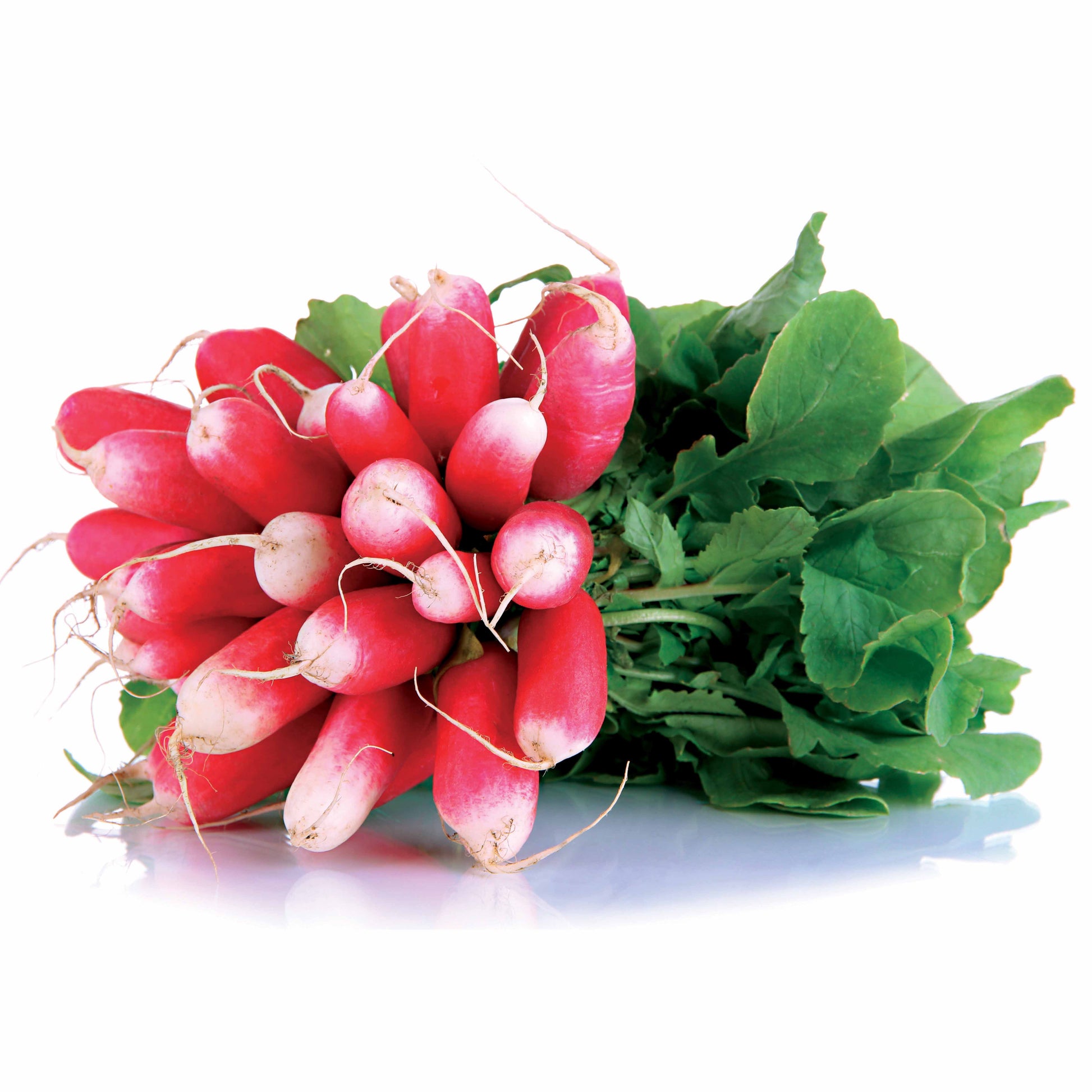 Bio-Radieschen ‘18 Tage’ (halb-lang) - Raphanus sativus de 18 jours 1/2 long - Bakker