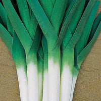 Allium porrum armor (obt. clause) - Porree Armor - Samen für den Gemüsegarten