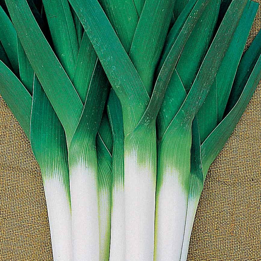 Allium porrum armor (obt. clause) - Porree Armor - Samen für den Gemüsegarten