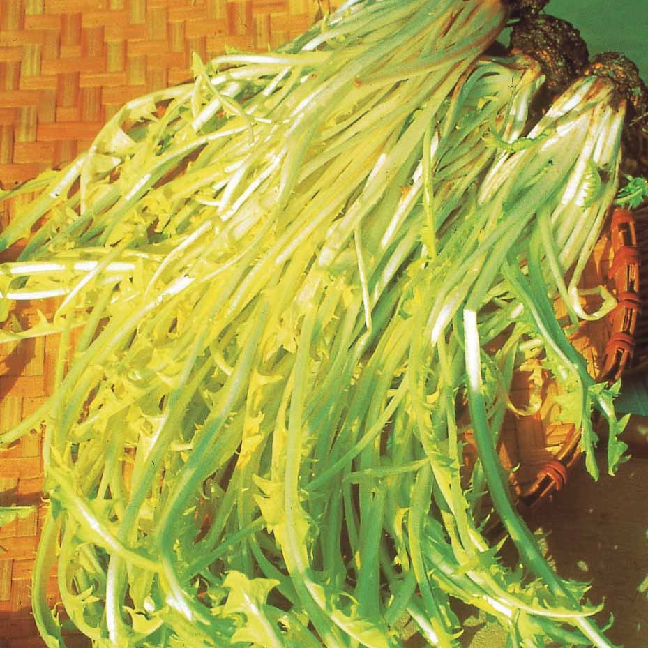 Cichorium intybus  barbe de capucin - Chicoree ‘Barbe de Capucin’ - Andere Gemüse-Saatgüter