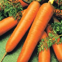 Bio-Möhre ‘De Colmar a cœur rouge 2’ - Daucus carota de colmar à coeur rouge 2 - Bakker