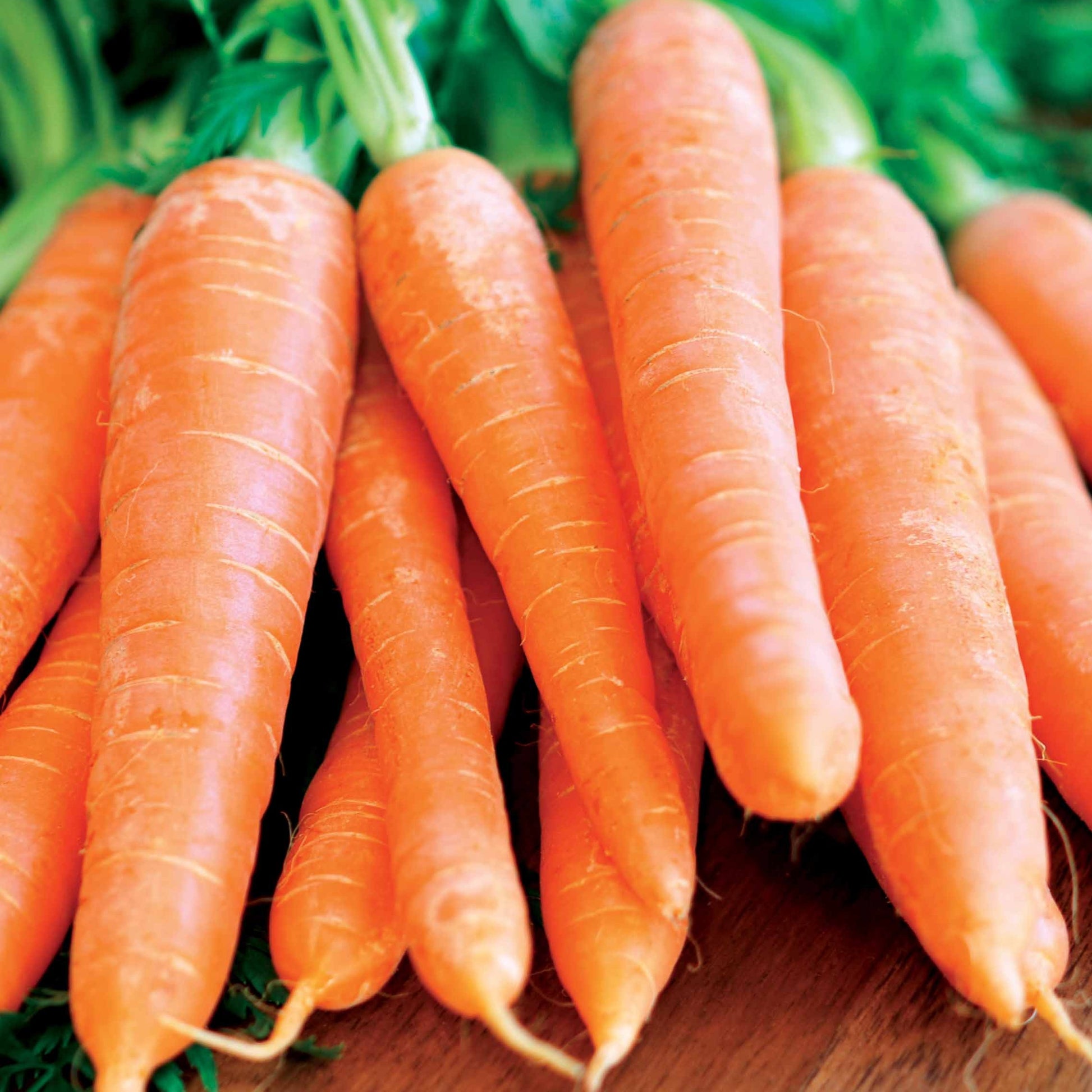Möhre ‘Nantaise amelioree 4’ - Daucus carota Nantaise améliorée 4 - Bakker