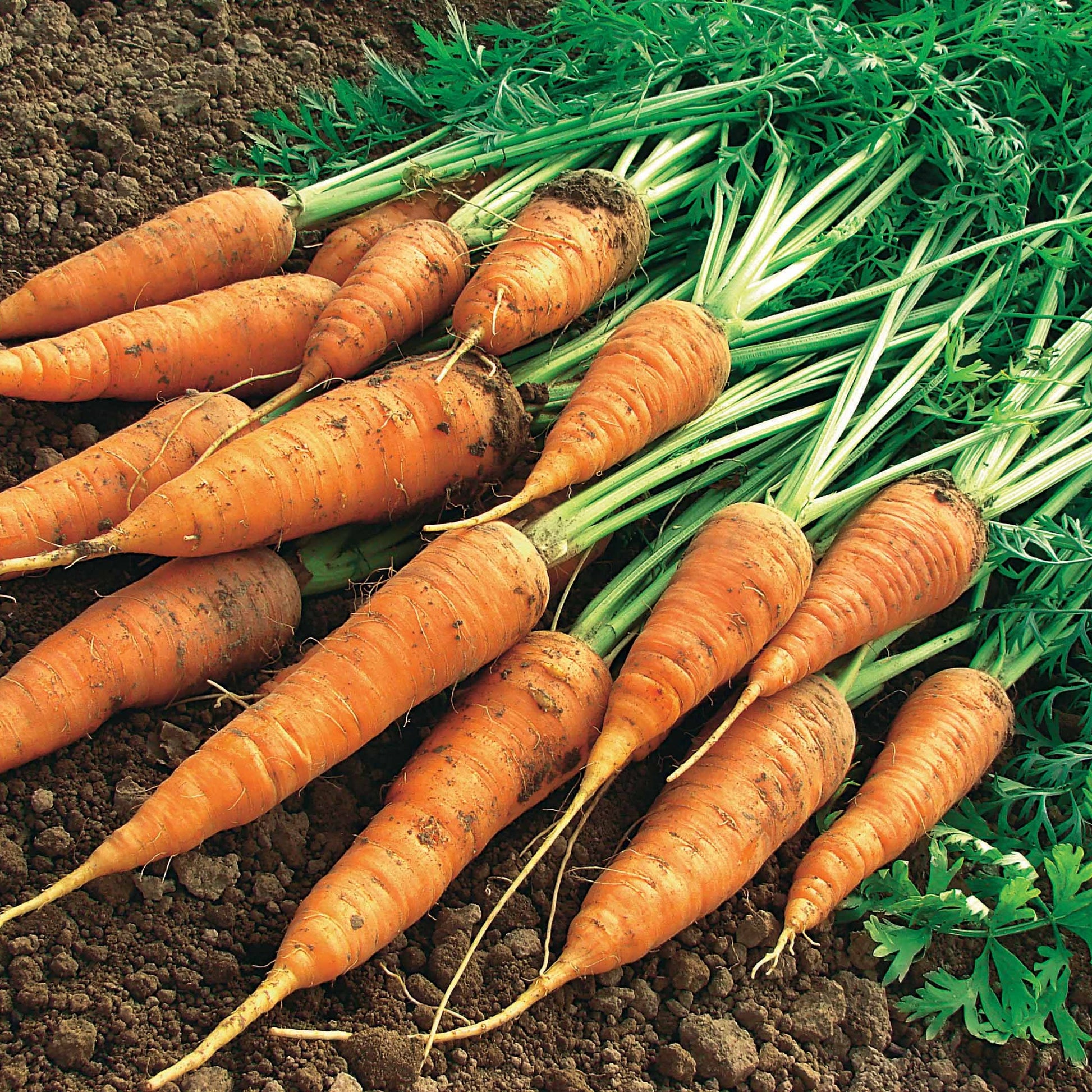 Möhre ‘Geante de Tilques’ (grüner Blattstiel) - Daucus carota géante de tilques à pétiole vert - Bakker