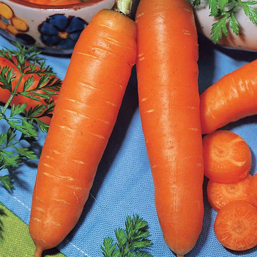 Daucus carota demi-longue de carentan - Möhre ‘De Carentan’ (halb-lang) - Samen für Karotten