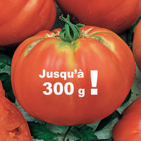 Solanum lycopersicum Brandywine - Tomate Brandywine - Samen für Tomaten