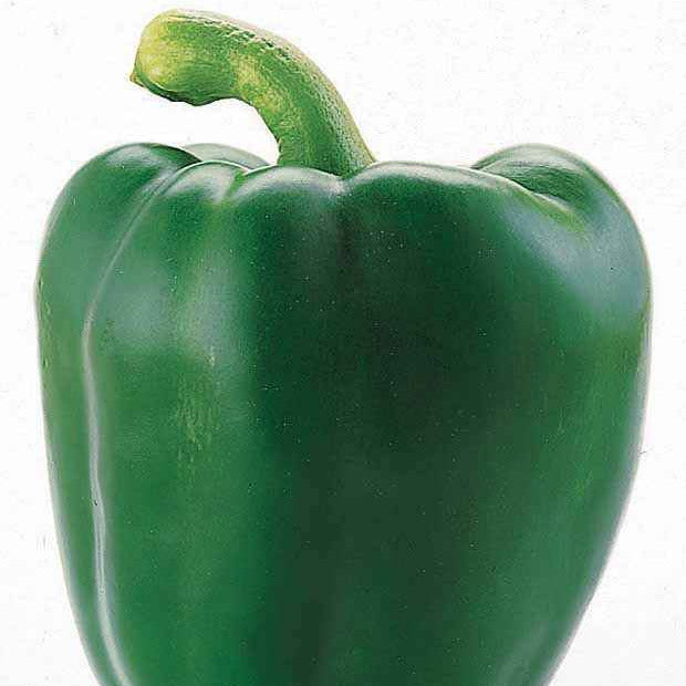 Samen für Paprika - Paprika Lamuyo F1 - Capsicum annuum lamuyo f1