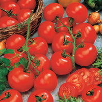 Tomate Vitador F1 - Solanum lycopersicum vitador f1 - Bakker