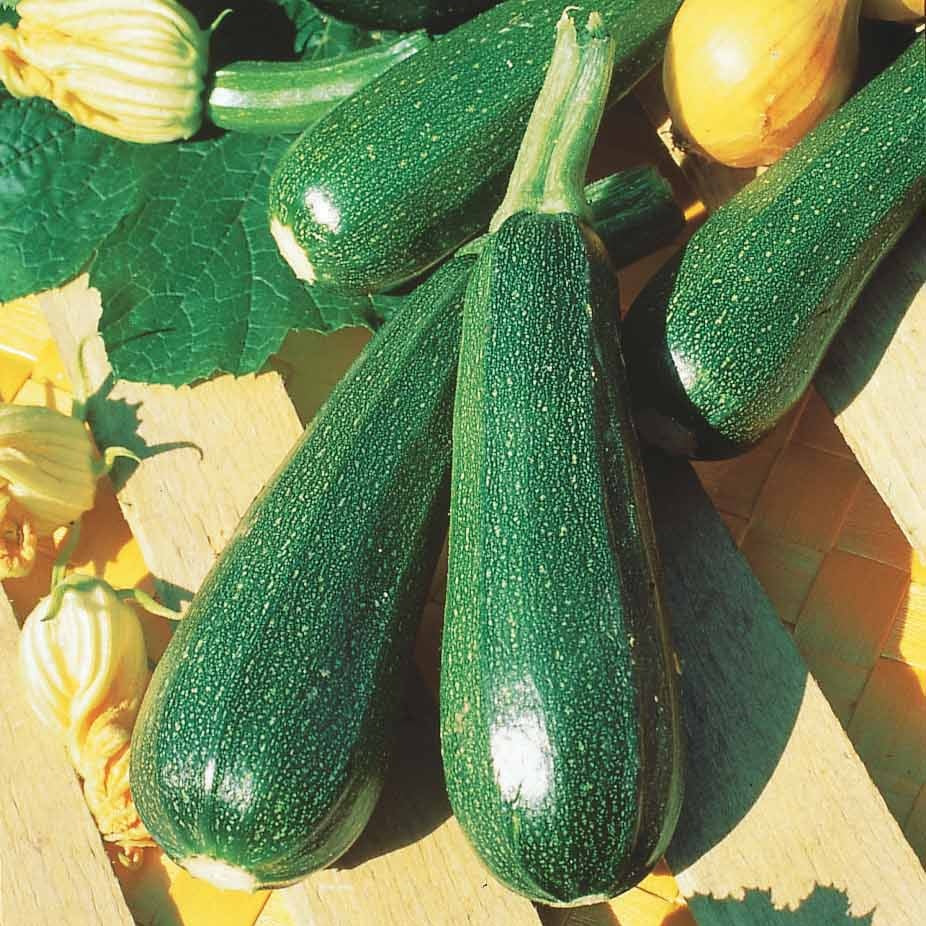 Samen für Zucchini - Zucchini ‘Verte non coureuse’ Bio - Cucurbita pepo verte non coureuse des maraîchers