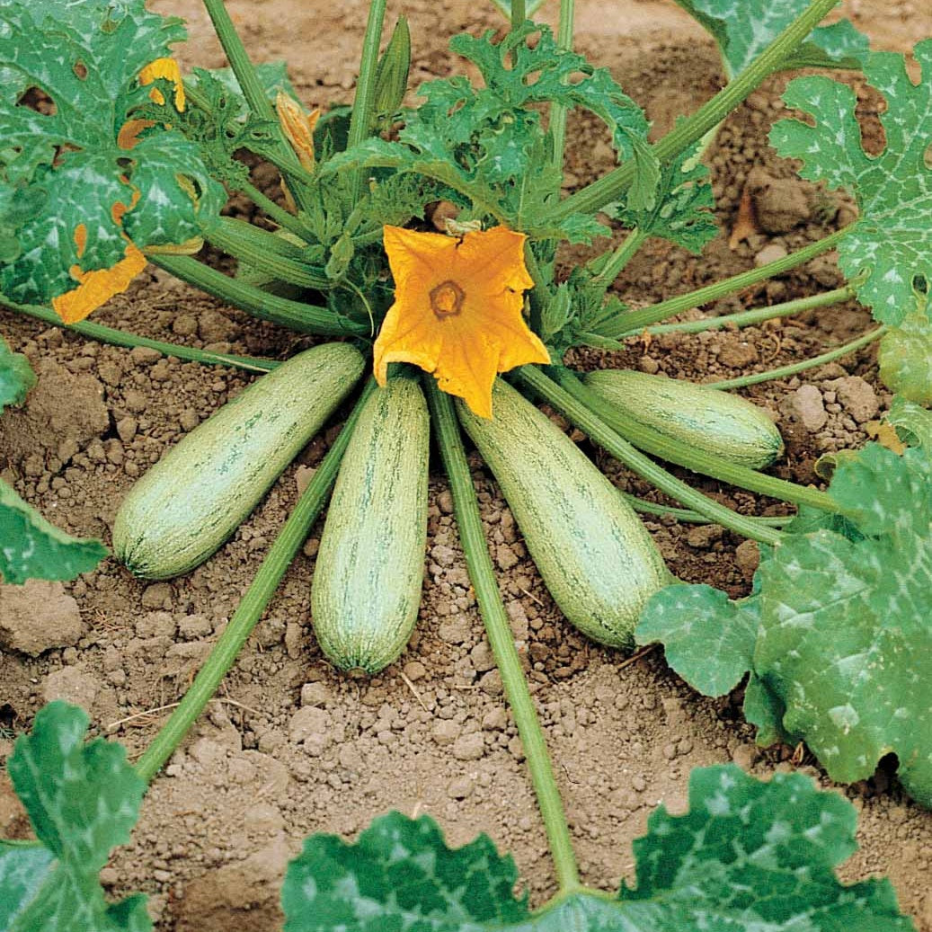 Zucchini ‘Grisette de Provence’ - Cucurbita pepo profusion (grisette de provence) - Bakker