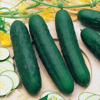 Gurke ‘Marketer’ - Cucumis sativus marketer - Bakker