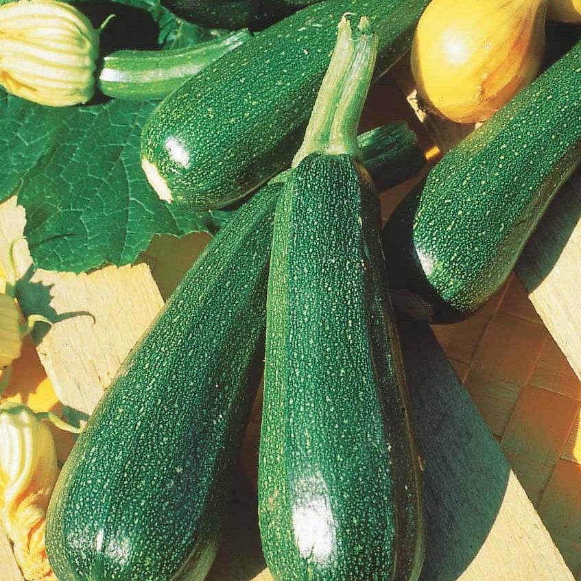 Zucchini ‘Verte non coureuse’ - Cucurbita pepo  verte non coureuse des maraîchers - Bakker