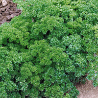 Krause Petersilie Dunkelgrün Bio - Petroselinum crispum - Bakker