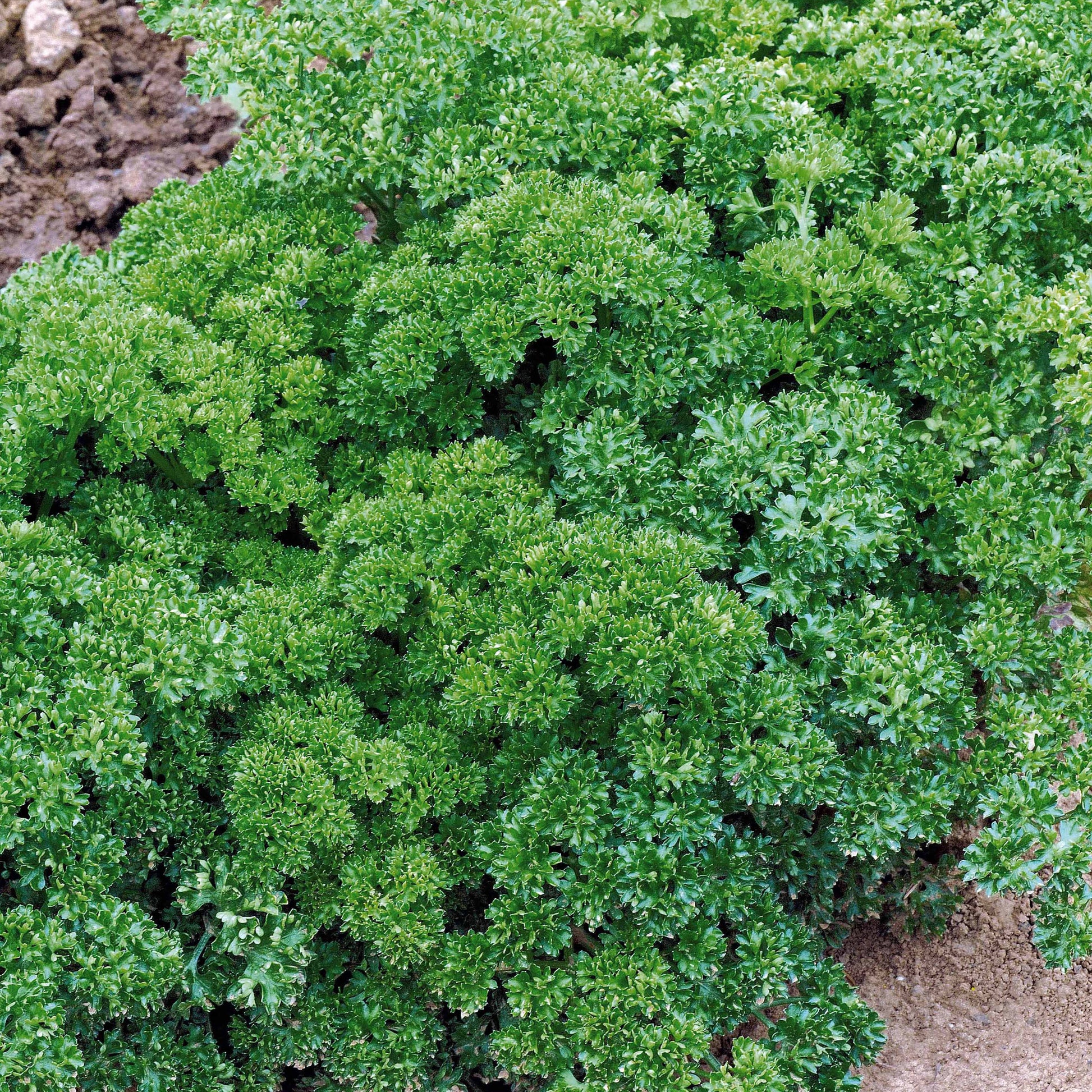 Krause Petersilie Dunkelgrün Bio - Petroselinum crispum - Bakker