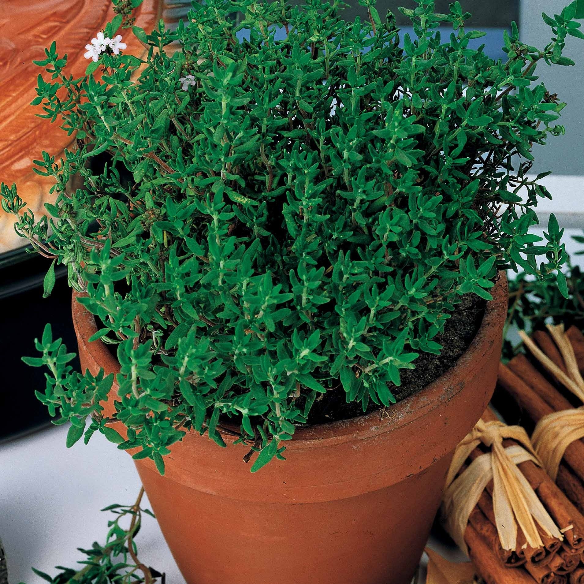 Thymus vulgaris - Thymian - Thymian