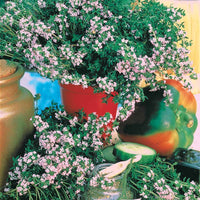 Thymian - Thymus vulgaris - Bakker