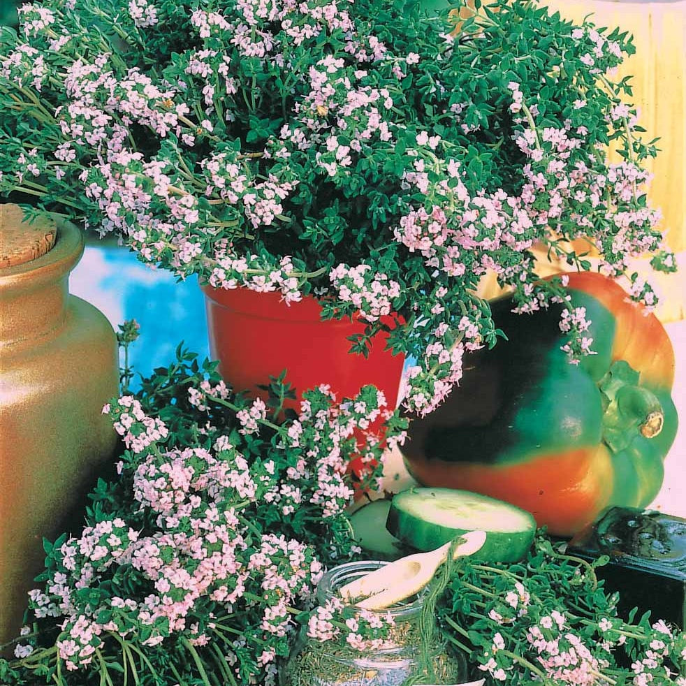 Thymian - Thymus vulgaris - Bakker