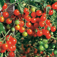 Kirschtomate Sweet Baby - Solanum lycopersicum Sweet Baby - Bakker