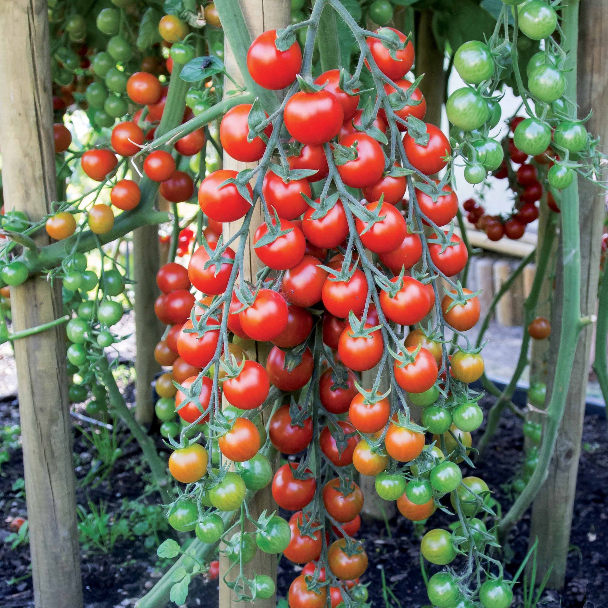 Kirschtomate Sweet Baby - Bakker
