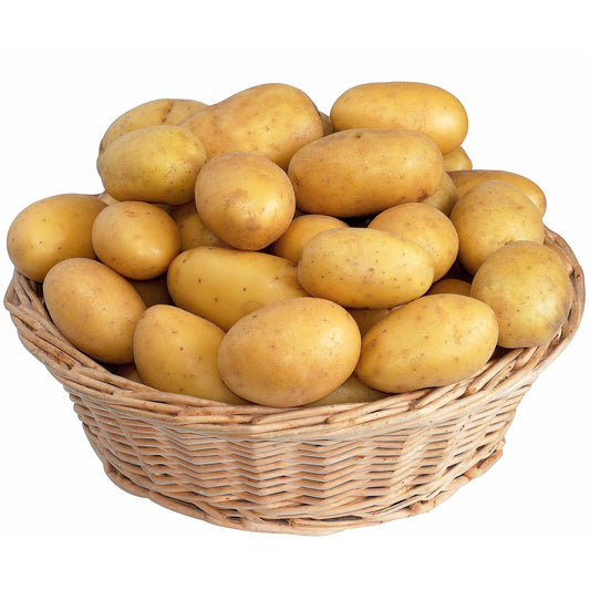 Kartoffel ‘Blanche’ - Bakker