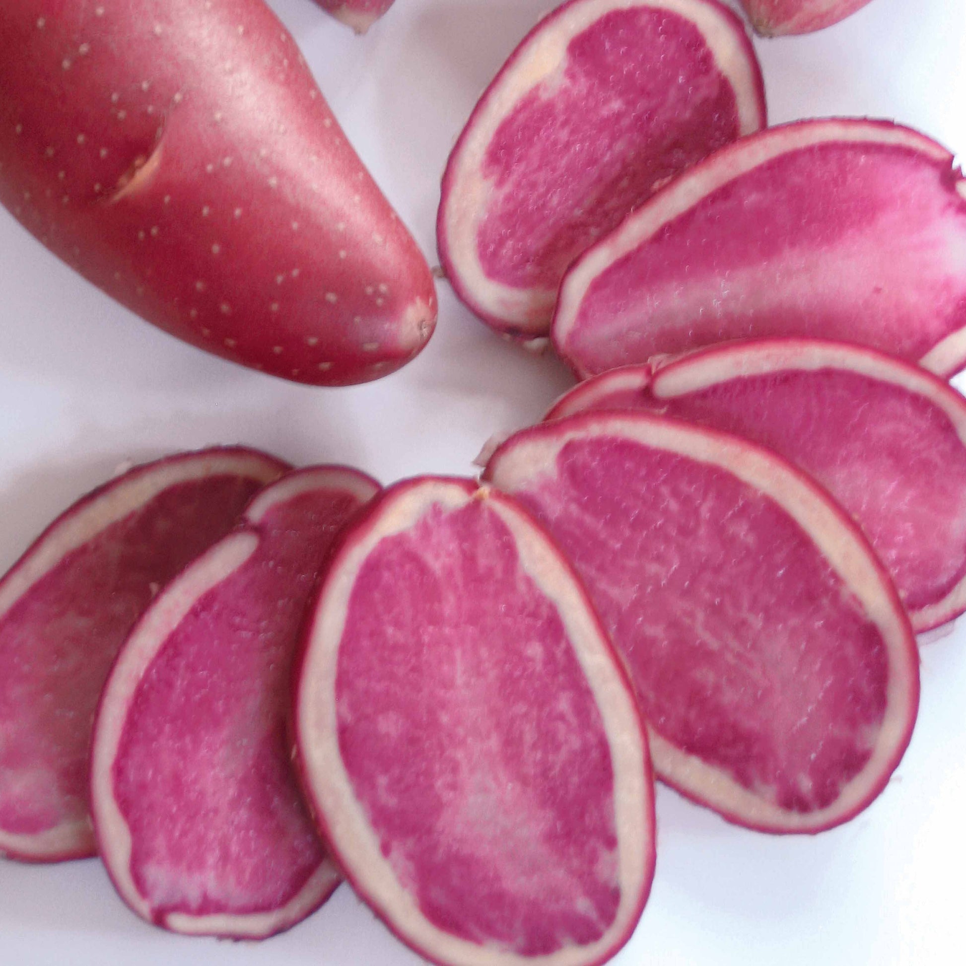 Kartoffel ‘Rouge des Flandres’ (x10) - Solanum tuberosum Rouge des Flandres - Bakker