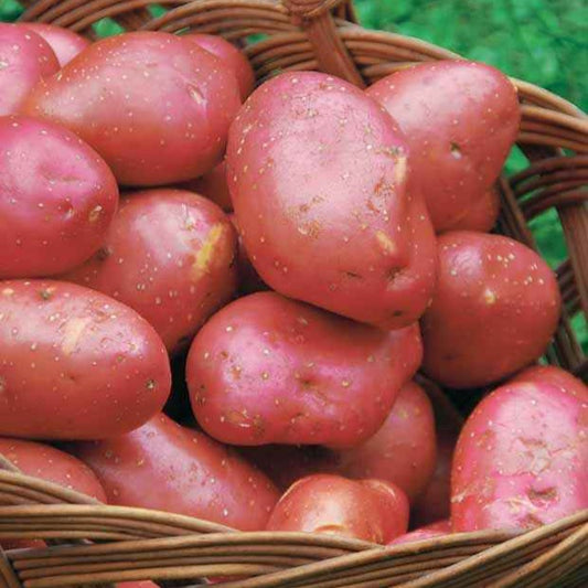 Kartoffel ‘Rouge des Flandres’ (x10) - Bakker