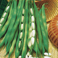 Buschbohne ‘Lingot suisse blanc’ - Bakker