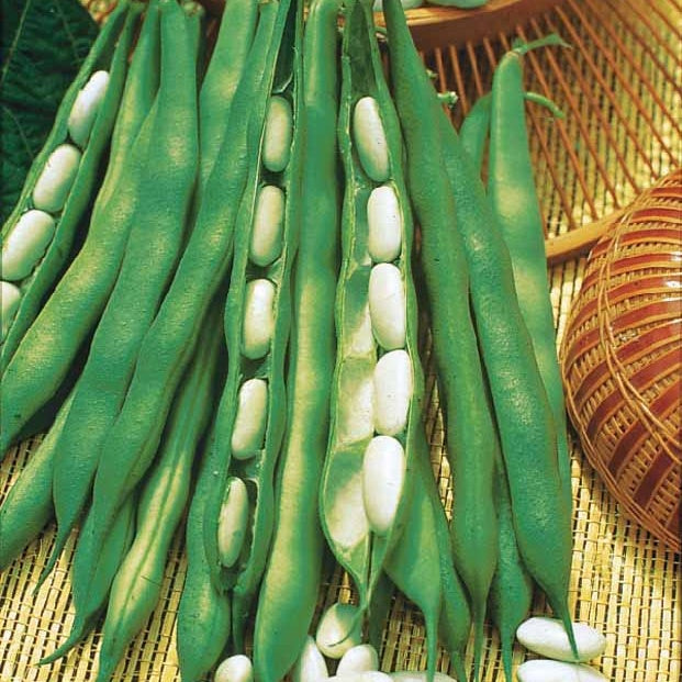 Buschbohne ‘Lingot suisse blanc’ - Bakker