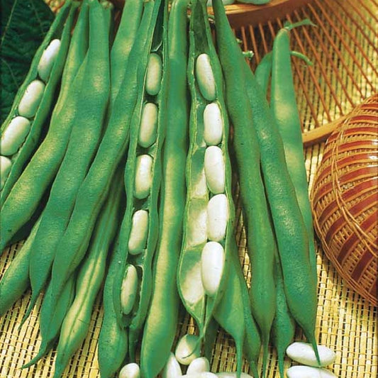 Buschbohne ‘Lingot suisse blanc’ - Bakker
