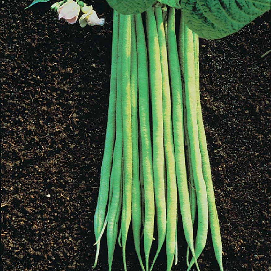 Buschbohne fein ‘Aiguillon’ - Phaseolus vulgaris nain fin aiguillon (obt. gautier) 200 g - Bakker