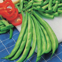 Buschbohne Contender - Phaseolus vulgaris Contender - Bakker
