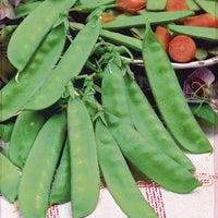 Zuckererbse Widderhorn - Pisum sativum corne de bélier - Bakker