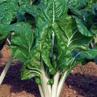 Mangold ‘Verte à cardes blanches’ - Beta vulgaris cicla verte à cardes blanches 2 - Bakker