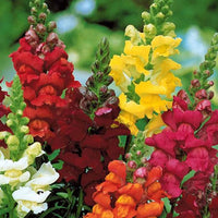 Tapis de graines massif ensoleillé - Saatteppich „Sonnenbeet“ (x5) - Saatgenteppiche für Blumen