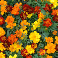 Saatteppich „Sonnenbeet“ (x5) - Saatgenteppiche für Blumen - Bakker