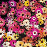 Saatteppich „Sonnenbeet“ (x5) - Bakker