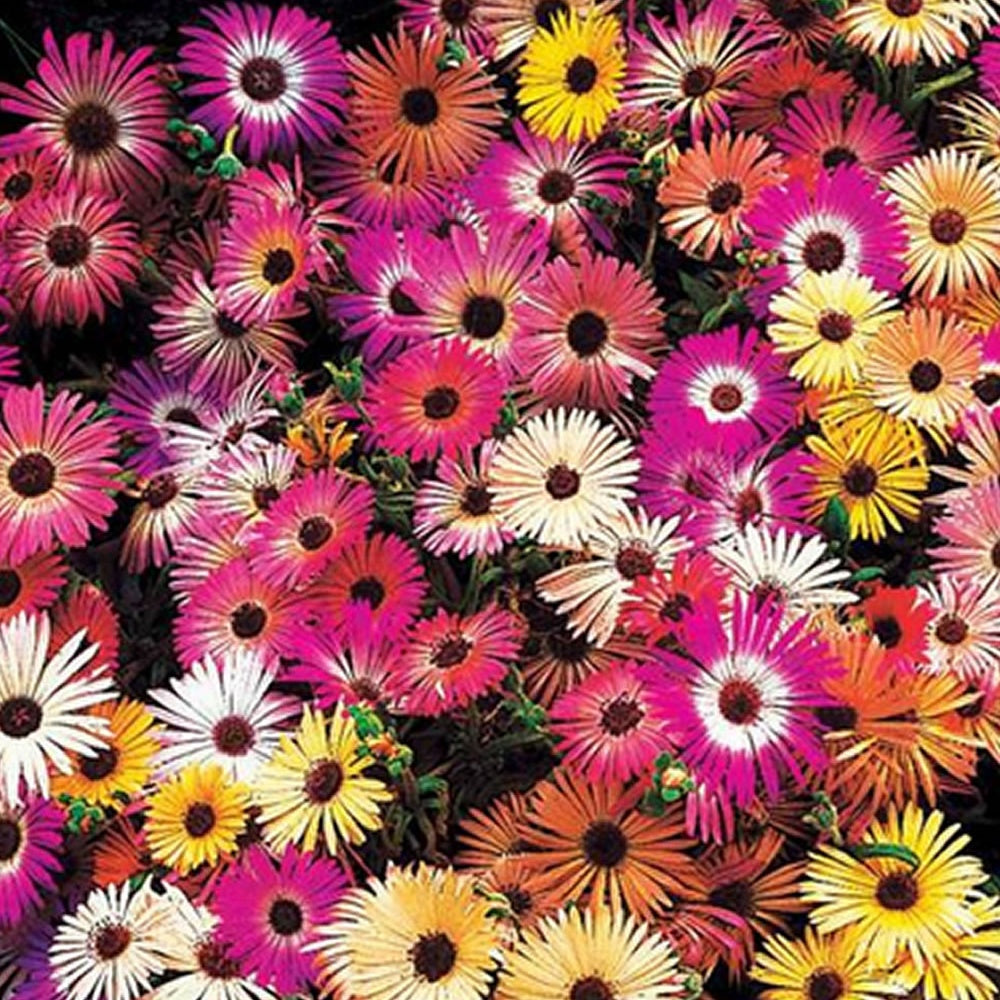Saatteppich „Sonnenbeet“ (x5) - Bakker