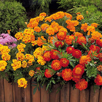 Tagetes patula rusty red - Studentenblume Rusty Red - Samen für einjährige Blumen