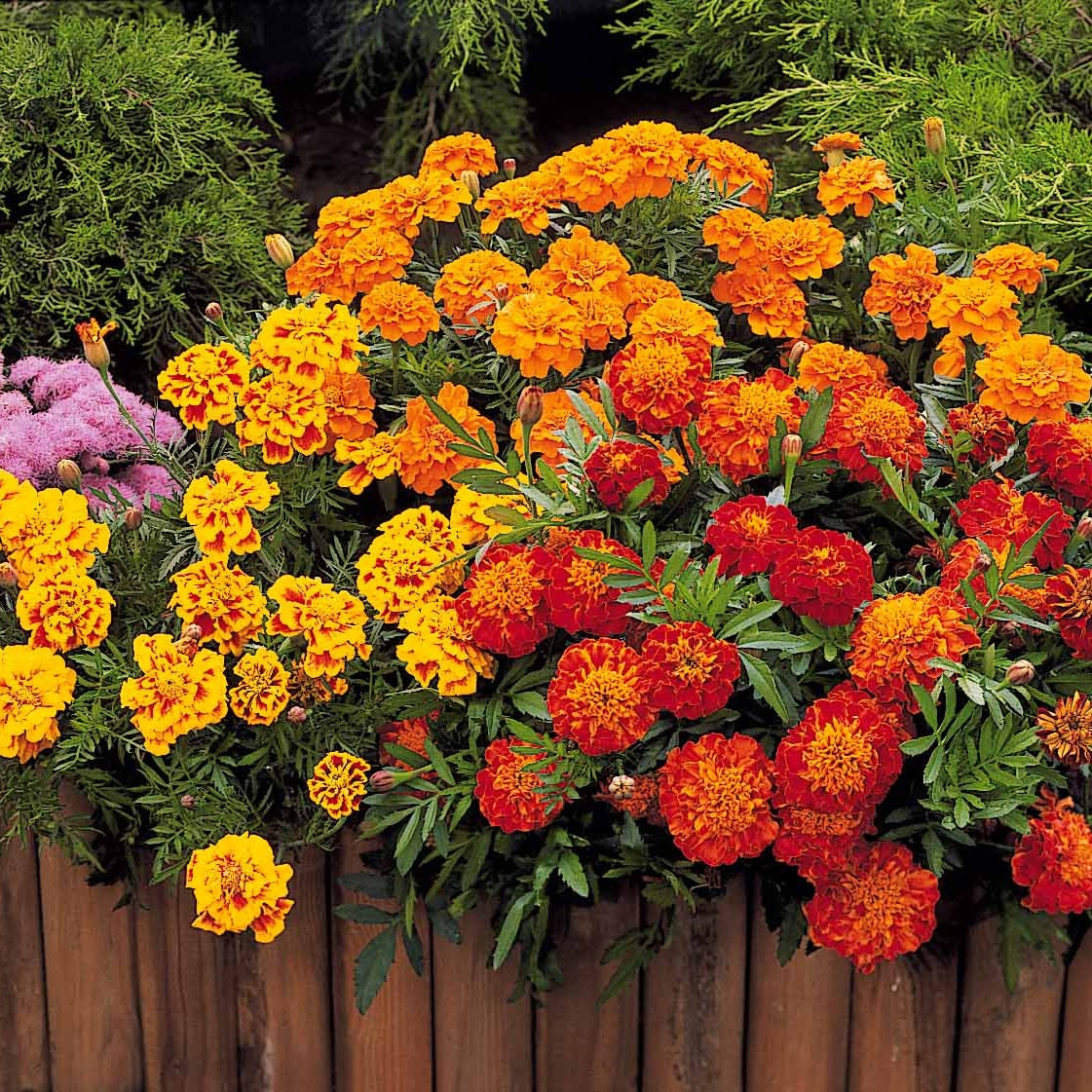 Tagetes patula rusty red - Studentenblume Rusty Red - Samen für einjährige Blumen