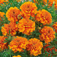 Studentenblume ‘Tangerine’ - Tagètes patula tangérine - Bakker