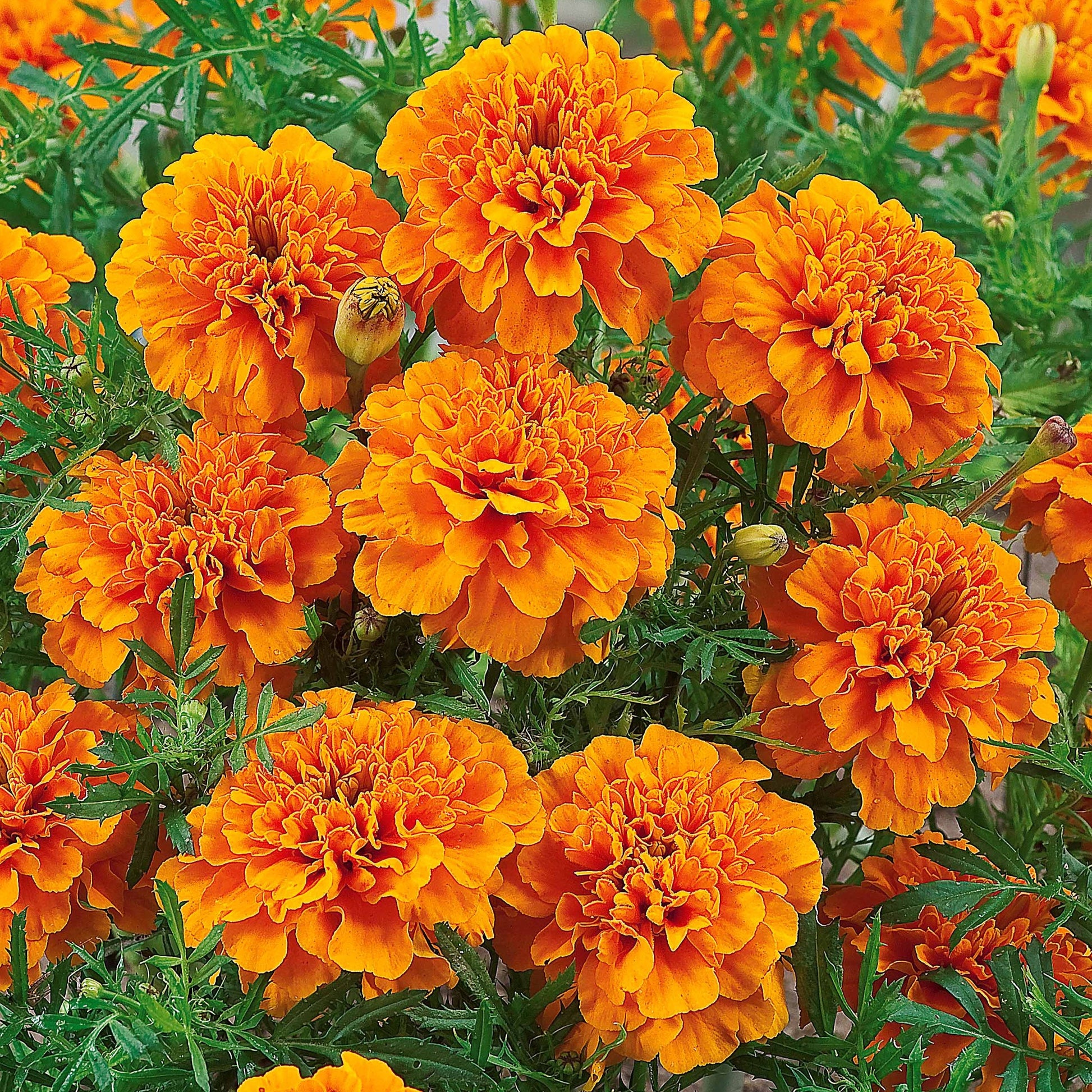 Studentenblume ‘Tangerine’ - Tagètes patula tangérine - Bakker
