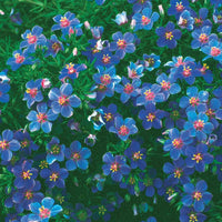 Anagallis linifolia - Blaue Anagallis (Linn-Leinkraut) - Terrasse und Balkon