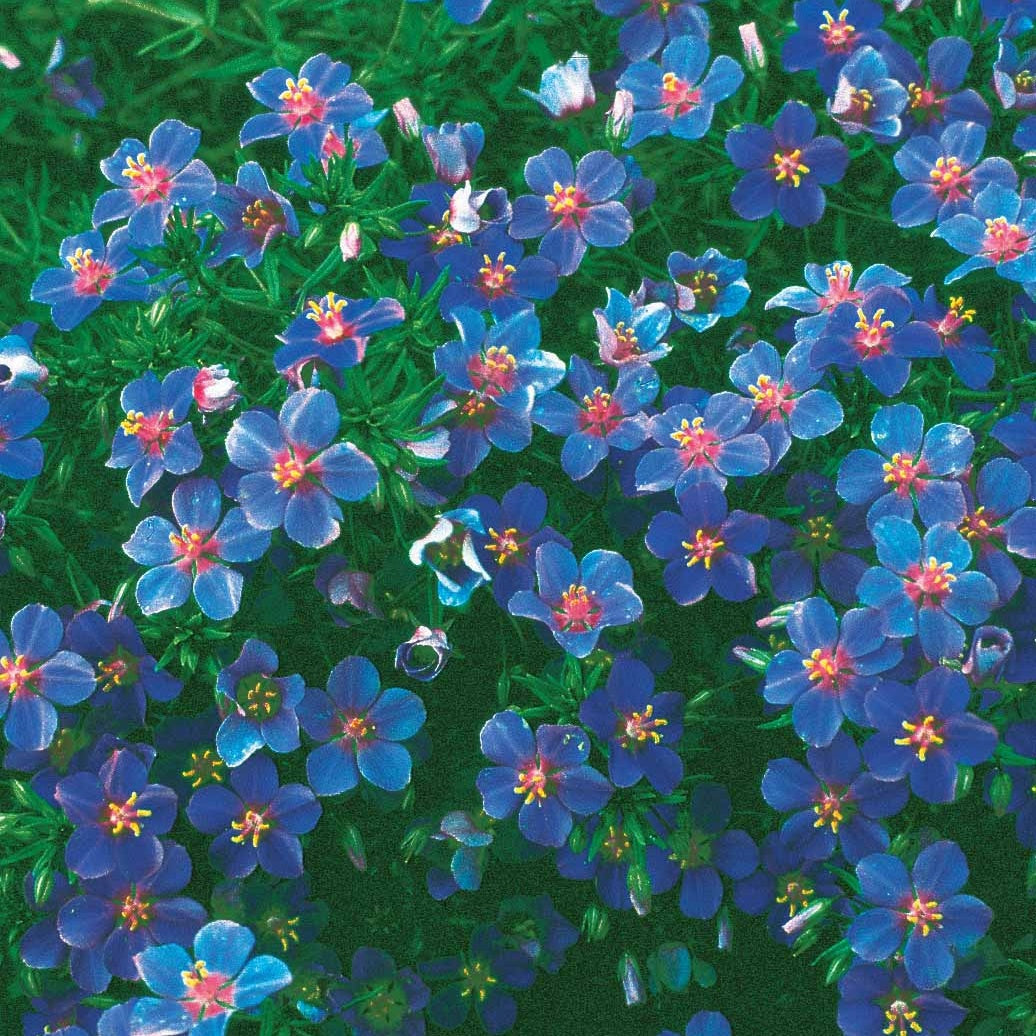 Anagallis linifolia - Blaue Anagallis (Linn-Leinkraut) - Terrasse und Balkon