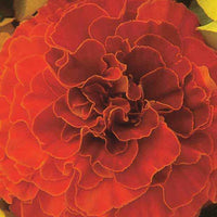 Nelkenwurz Solar Red F1 - Tagetes patula nana solar red f1 - Bakker